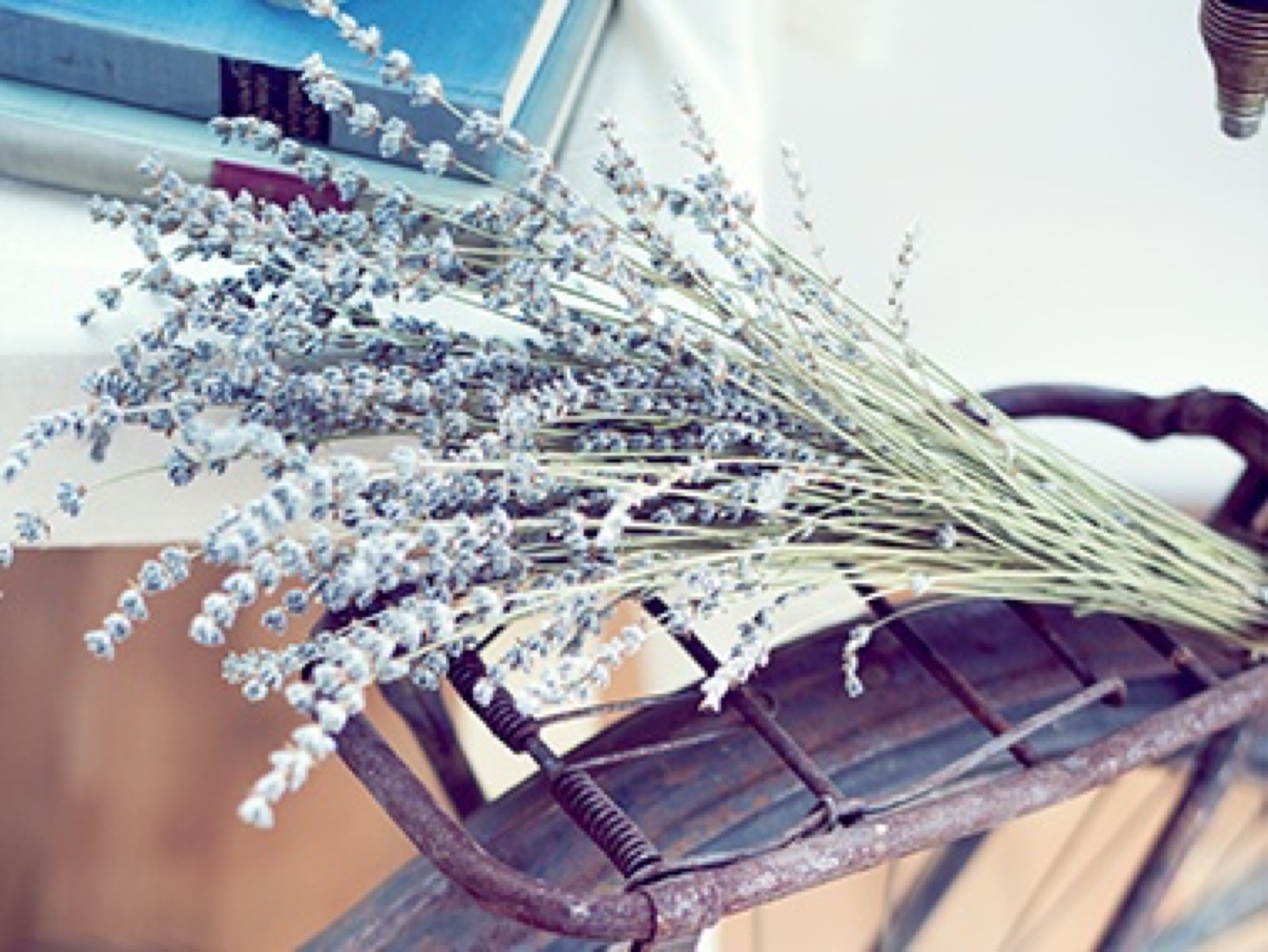 Dekin bicikl sa lavandom i starim knjigama