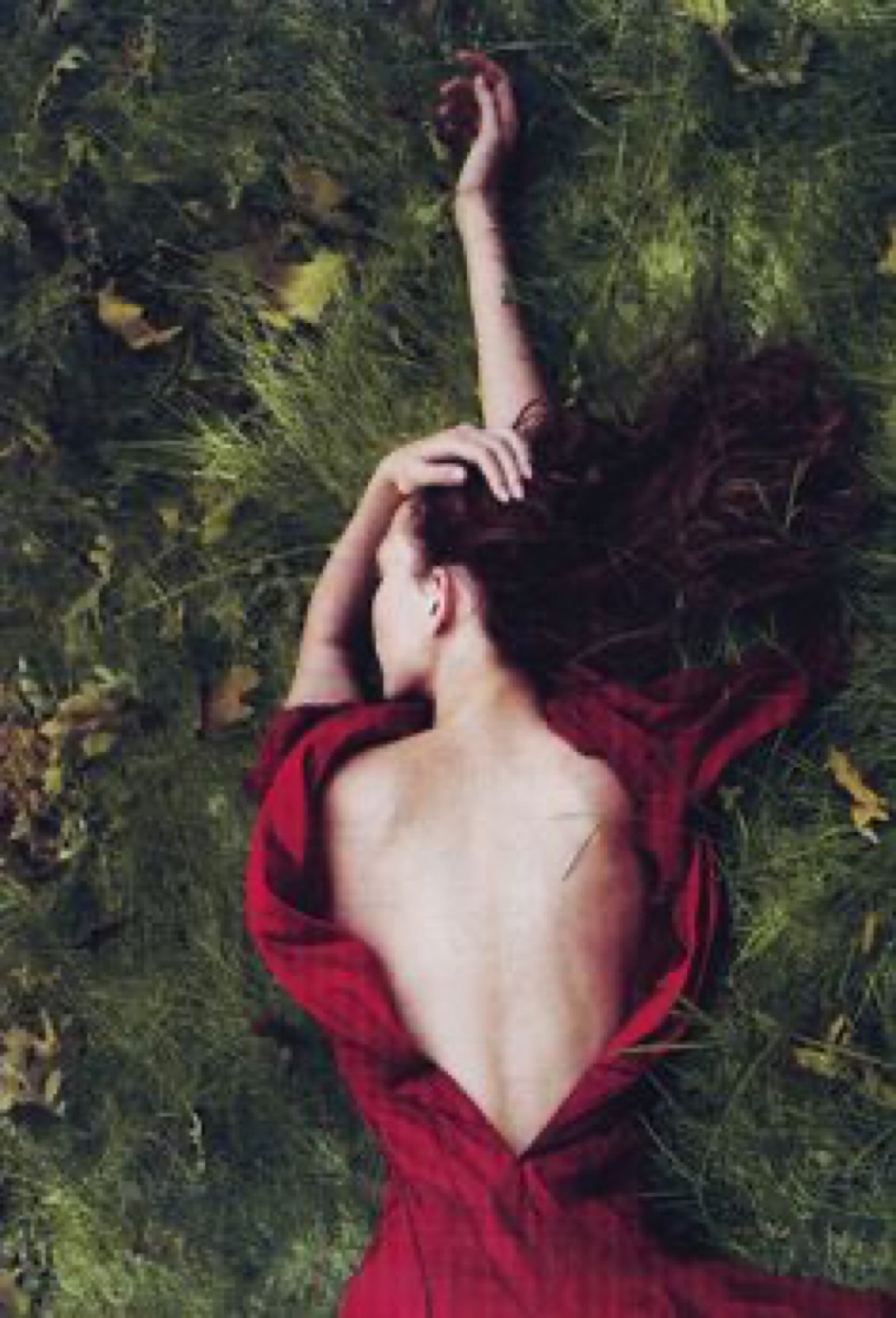 Ruže — snaga lepote