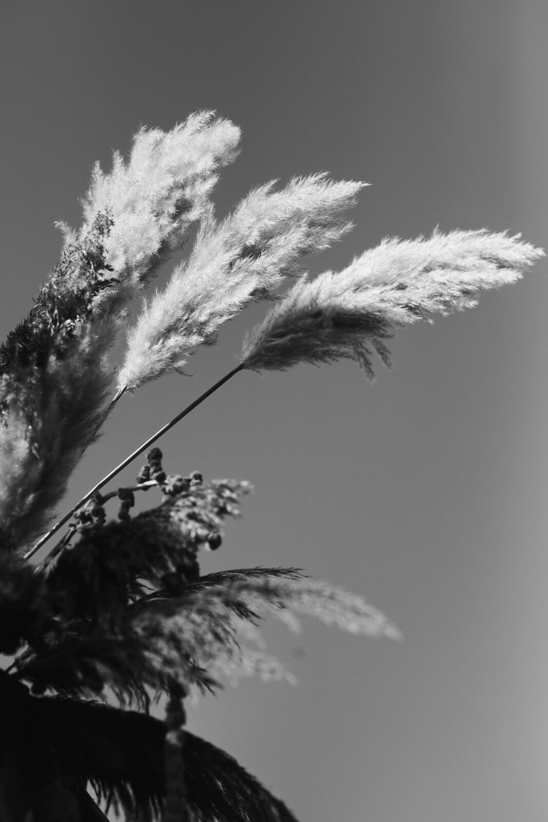Pogled odozgo na vinograd i drvenu stazu